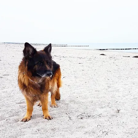 5 Sterne Kroonkieker - Sauna, Fitness, Ostseestrand